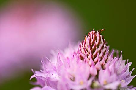 Insect on the orchid