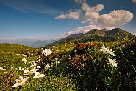 Flowering anemones and in the background the Mount Cavallo