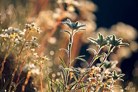 Flowering edelweiss