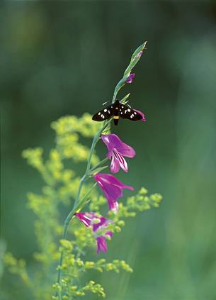 Zigena insect laid on a flower Gladiolus Palustris