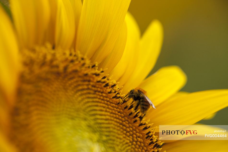 Plantation of sunflowers