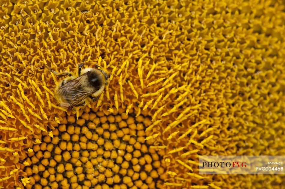 Plantation of sunflowers