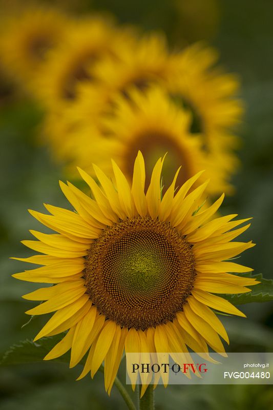 Plantation of sunflowers