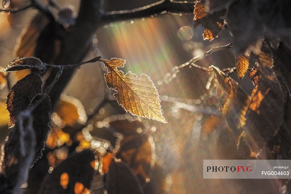 ray of light