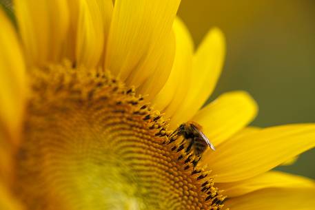 Plantation of sunflowers