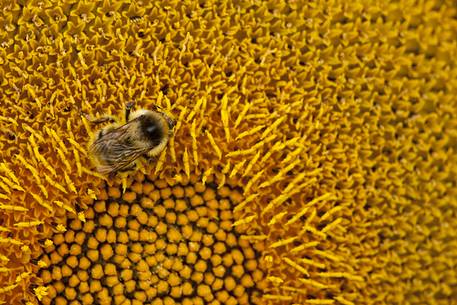 Plantation of sunflowers