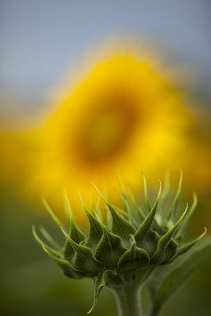 Plantation of sunflowers