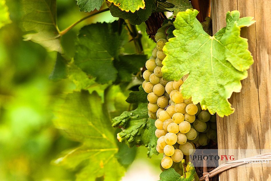 Detail of the vineyard, grapevine