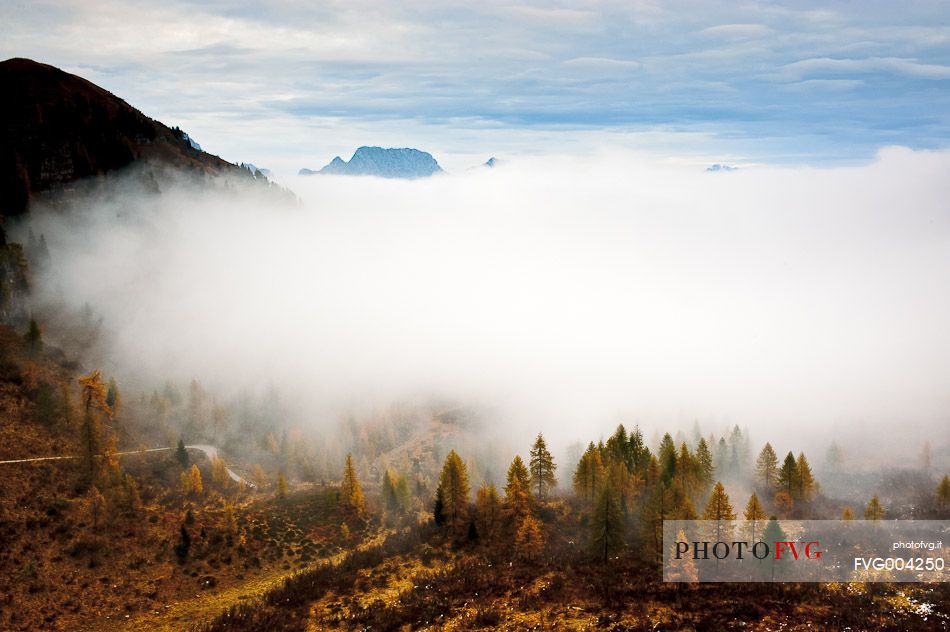 Larch trees dipped in mist that the morning sunshine tries to dissipate, Sauris, Carnic Alps, Friuli Venezia Giulia, Italy, Europe