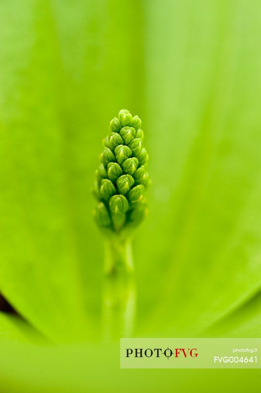 Detail of Common Twayblade or Listera ovata orchid with unopened flower 
