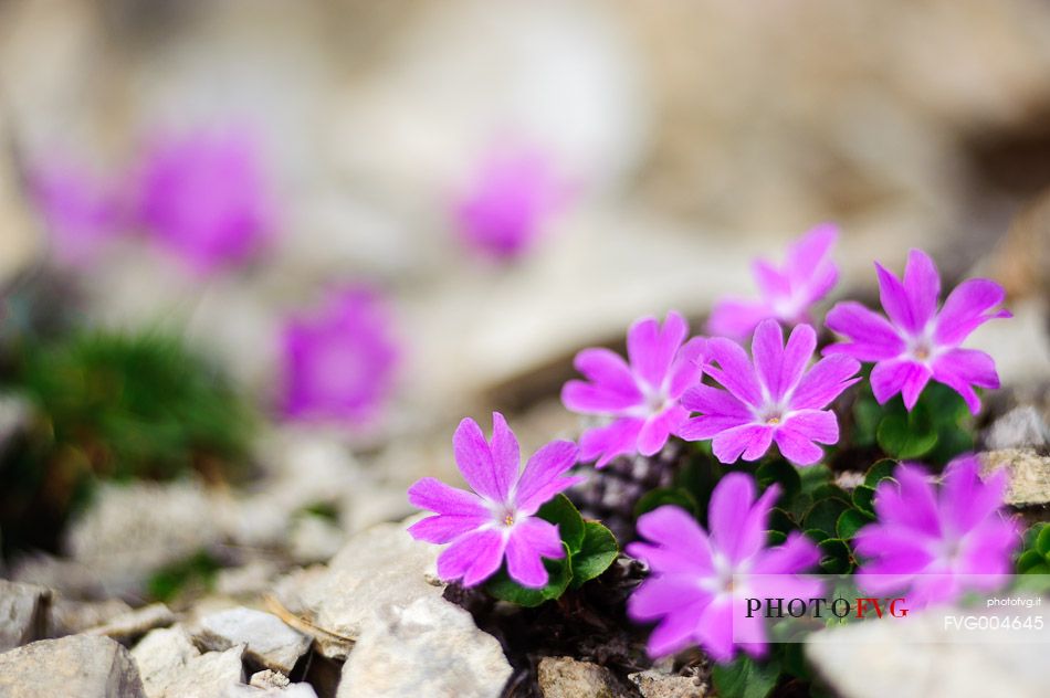 Primula minima, fairy primrose