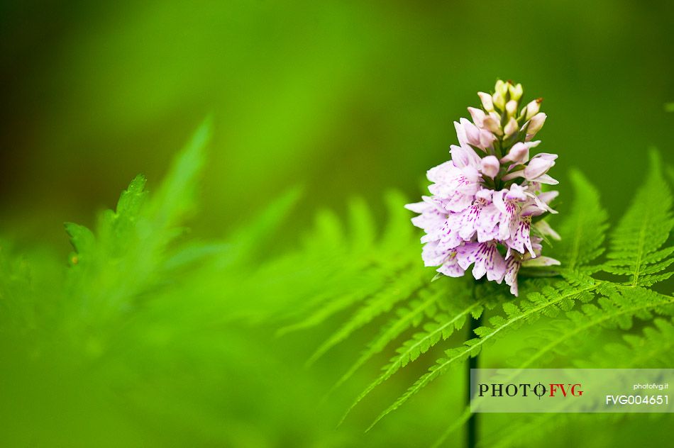 Dactylorhiza fuchsii, orchid