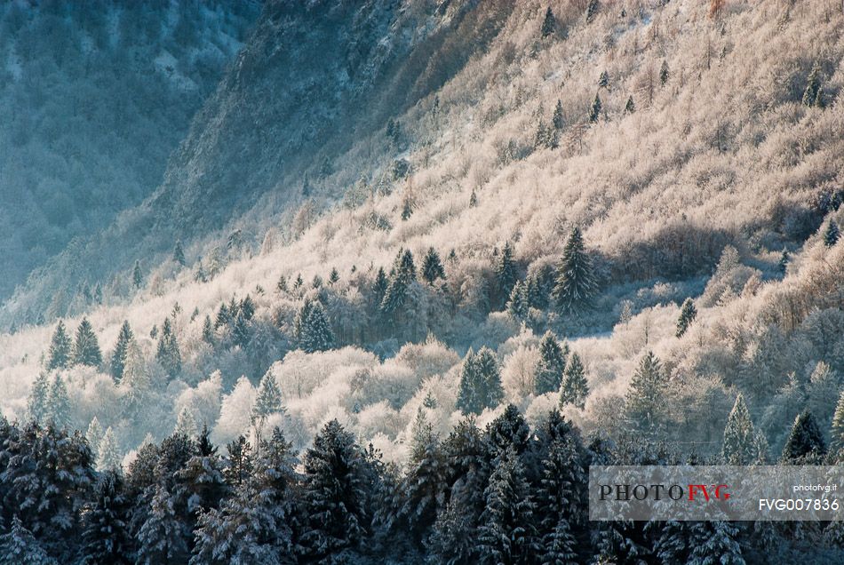 The snow covered the trees in the forest of Friulan Dolomites, Valcellina, Friuli Venezia Giulia, Italy, Europe