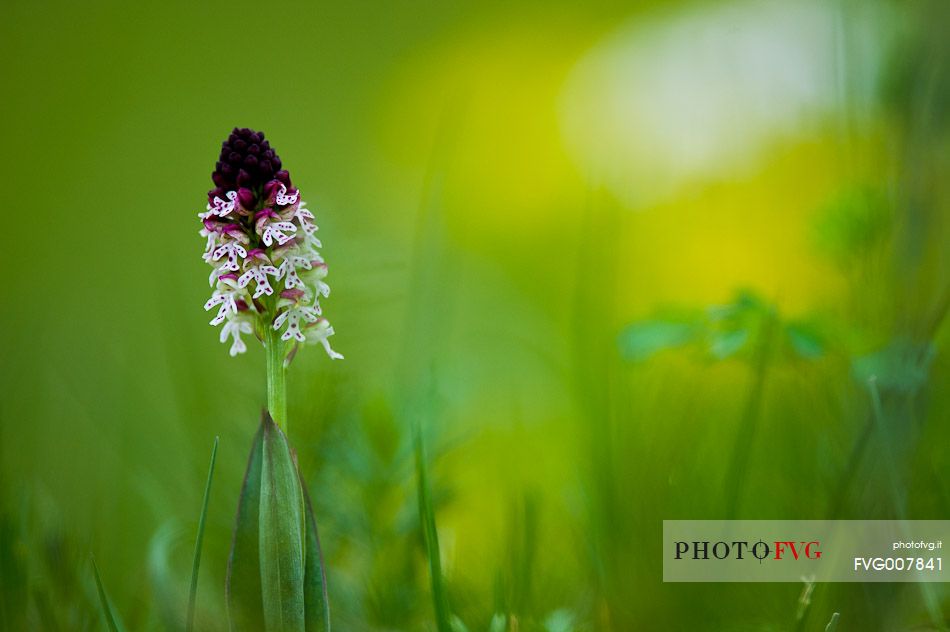 Orchis ustulata