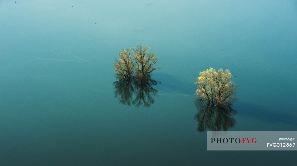 Trees in the Doberd lake in Gorizia district, Friuli Venezia Giulia, Italy, Europe