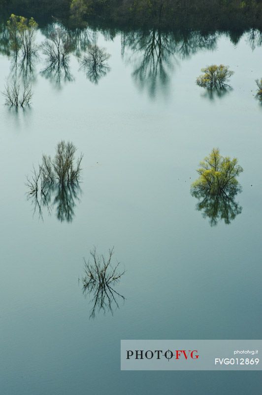 Trees in the Doberd lake in Gorizia district, Friuli Venezia Giulia, Italy, Europe