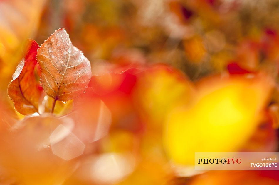 The sunlight stands out the red leaves of the Cotinus coggygria in the autumn