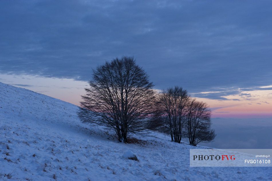 Solitary trees waiting the night in the Prealps of Friuli Venezia Giulia, Italy, Europe