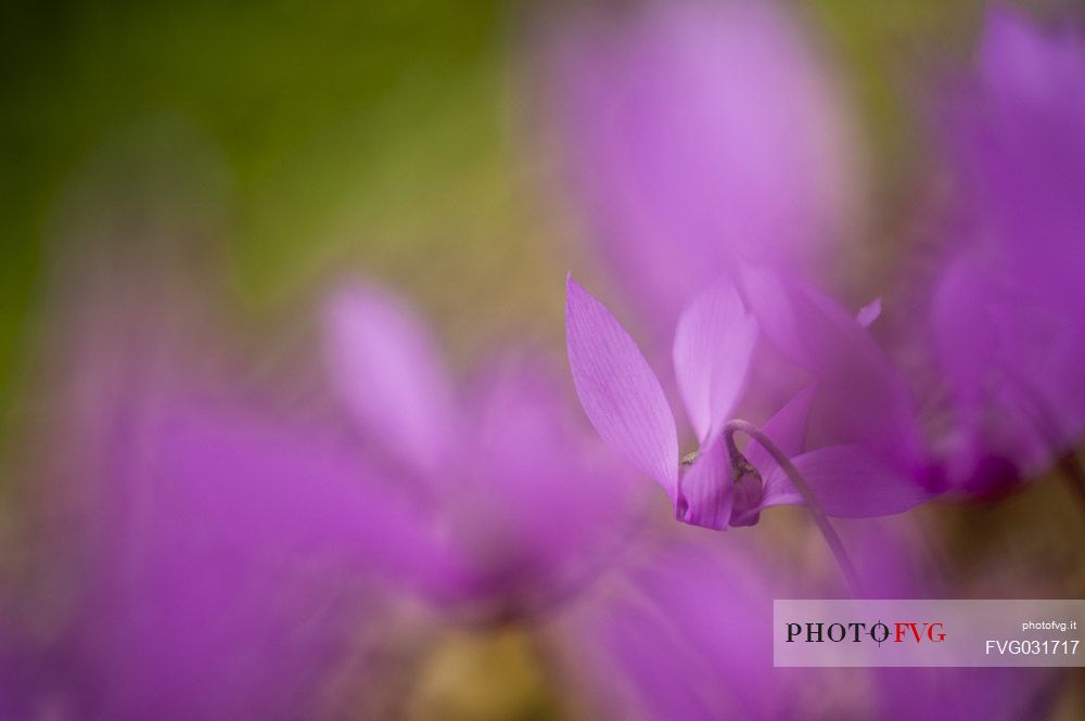 Detail of cyclamen