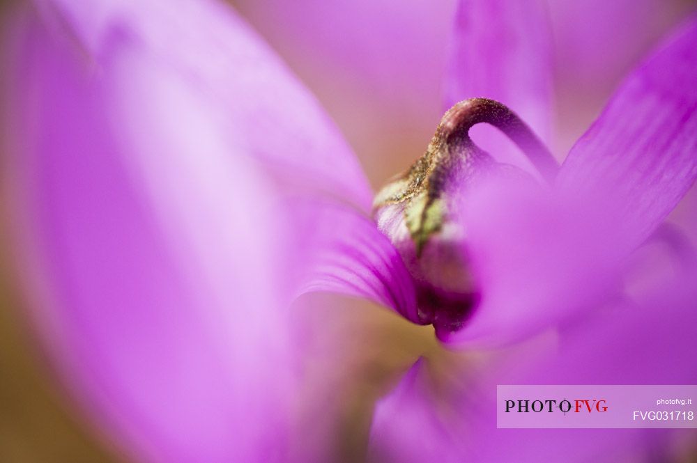 Detail of cyclamen