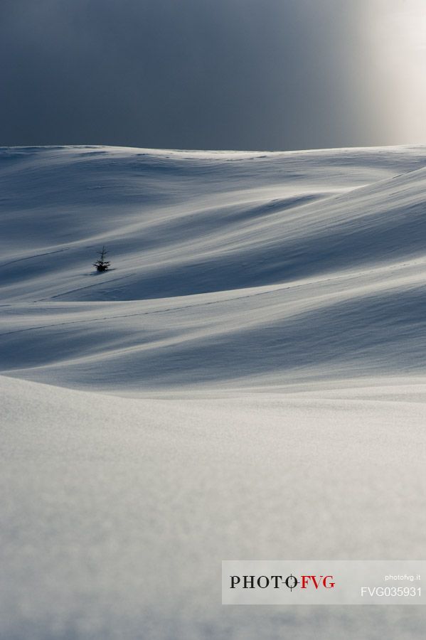 A solitary tree among snow covered slopes near Casera Razzo, Dolomites, Cadore, Italy