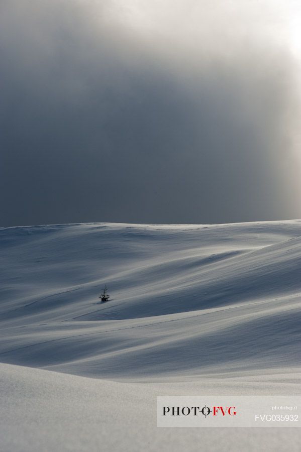 A solitary tree among snow covered slopes near Casera Razzo, Dolomites, Cadore, Italy