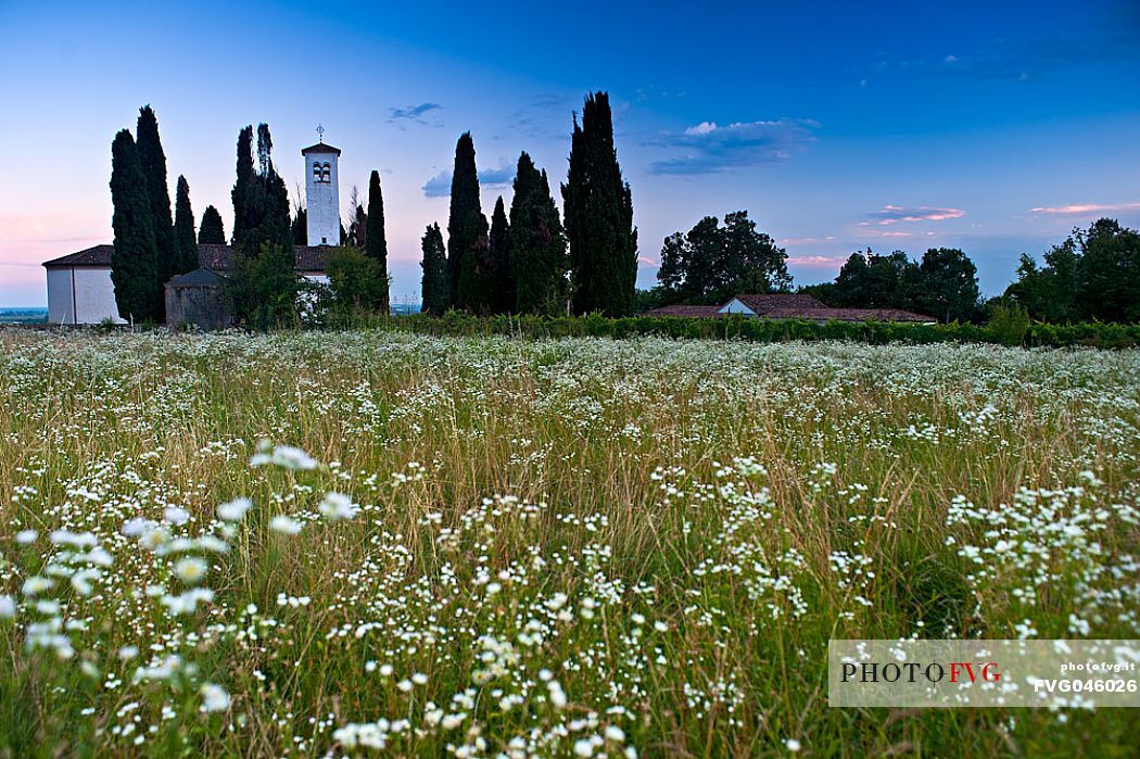 The Santa Giuliana church surrounded by a field of flowers at sunset, Castello d'Aviano, Friuli Venezia Giulia, Italy, Europe