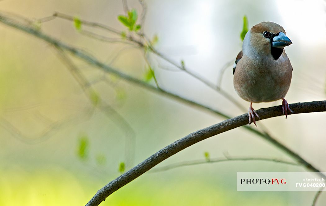 Common Hawfinch,Coccothraustes coccothraustes, is a passerine bird of the finch family.