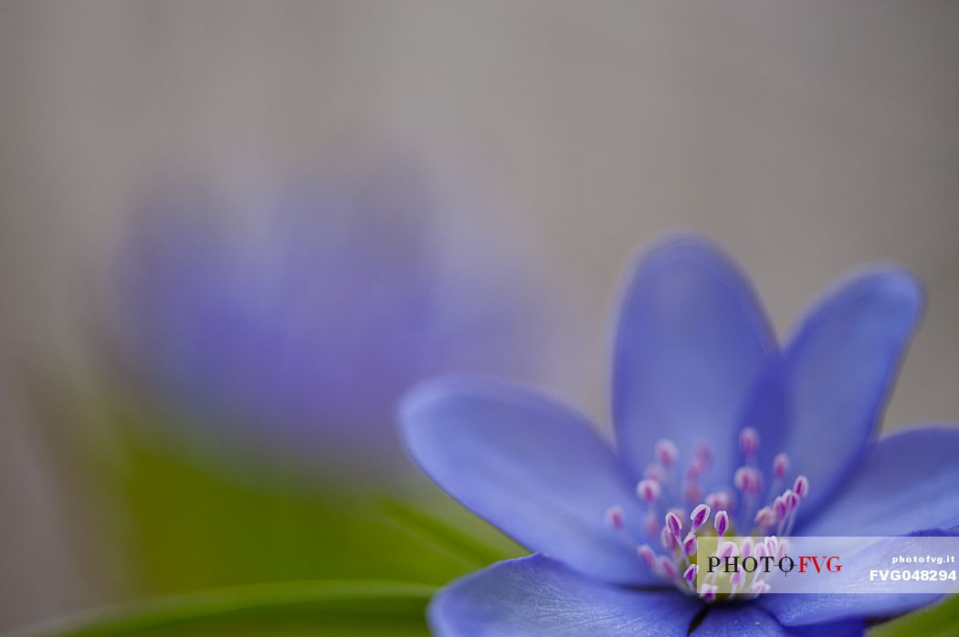 The trinity herb or Hepatica nobilis is a small, spring herbaceous plant belonging to the Ranunculaceae family, Dolomiti Friulane natural park, italy, Europe