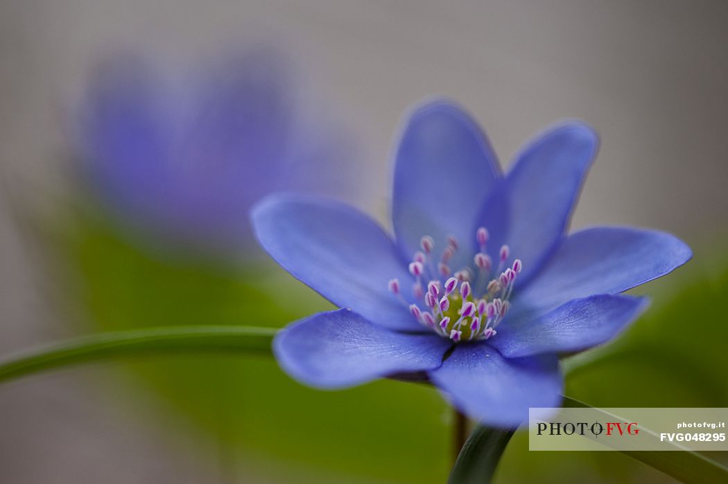 The trinity herb or Hepatica nobilis is a small, spring herbaceous plant belonging to the Ranunculaceae family, Dolomiti Friulane natural park, italy, Europe