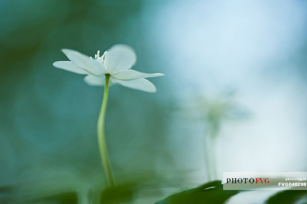 Wood anemone or Anemone nemorosa is a plant in the Ranunculaceae family, its name means wind flower, Dolomiti Friulane natural park, Italy, Europe