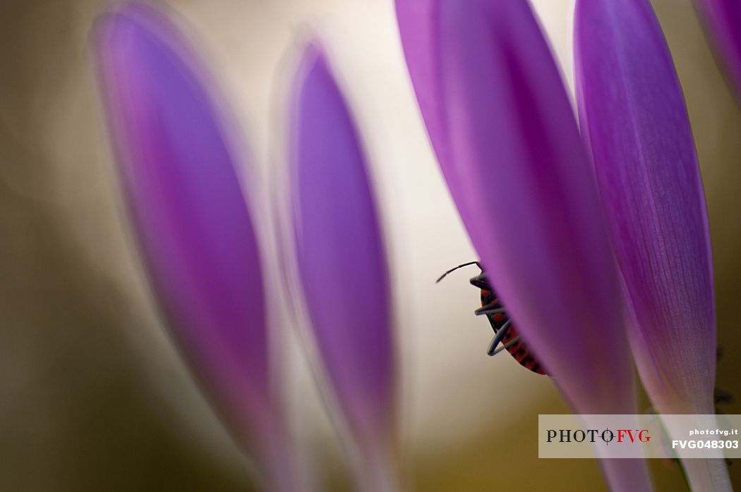 The autumn colchic or false saffron is a small autumn herbaceous bulbous plant, scientific name Colchicum autumnale