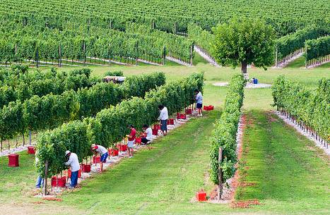 Grape harvest in Friuli Venezia Giulia, Italy, Europe