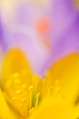 Detail of Crocus biflorus, Silvery Crocus
