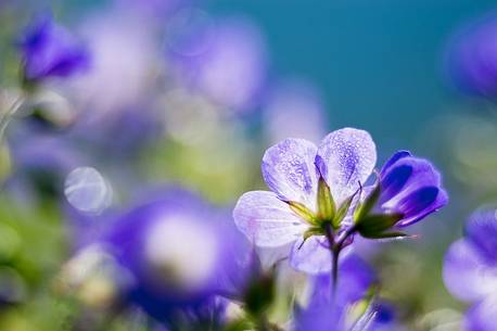 Geranium sylvaticum or Wood Cranesbill