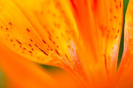 Lilium bulbiferum or Orange Lily