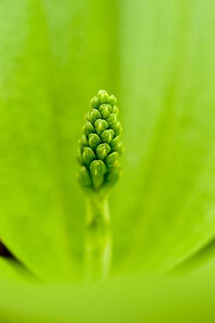 Detail of Common Twayblade or Listera ovata orchid with unopened flower 