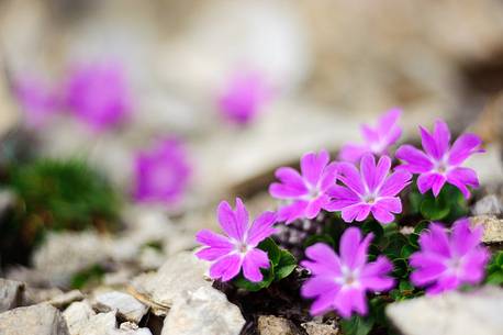 Primula minima, fairy primrose