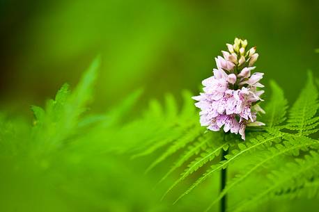Dactylorhiza fuchsii, orchid