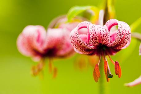 Lilium Martagon or Martagon Lily