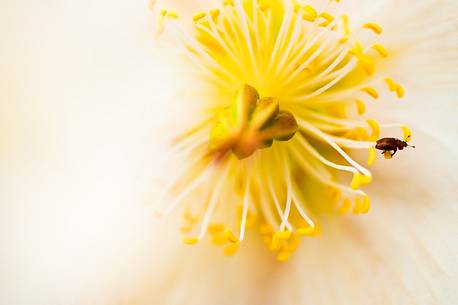 Insect walking on Helleborus niger or Christmas rose