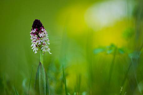 Orchis ustulata