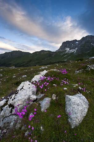 The Montasio plateau at dawn, Julian Alps, Friuli Venezia Giulia, Italy, Europe The Montasio plateau at dawn, Julian Alps, Friuli Venezia Giulia, Italy, Europe
