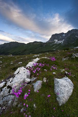 The Montasio plateau at dawn, Julian Alps, Friuli Venezia Giulia, Italy, Europe