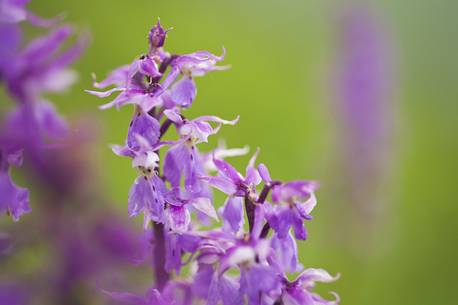 Orchis mascula in blooming in the italian alps, Italy