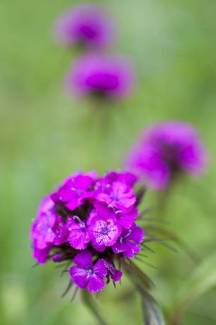 Flowering of Sweet William or Dianthus barbatus in the Julian Alps, Friuli Venezia Giulia, Italy, Europe