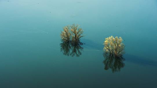 Trees in the Doberd lake in Gorizia district, Friuli Venezia Giulia, Italy, Europe