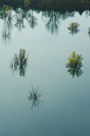 Trees in the Doberd lake in Gorizia district, Friuli Venezia Giulia, Italy, Europe