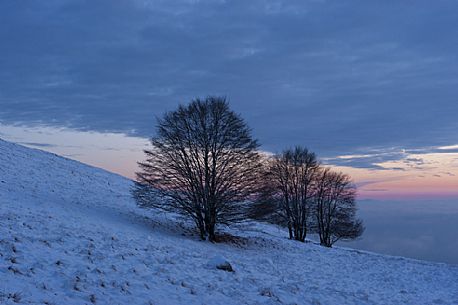 Solitary trees waiting the night in the Prealps of Friuli Venezia Giulia, Italy, Europe