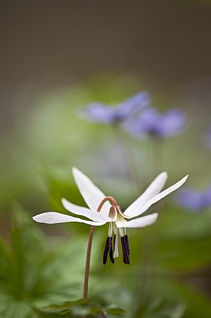 The  Dog Tooth flower or Erythronium dens-canis. In the background the Hepatica nobilis